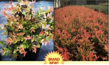Huckleberry Cascade Sunburst QT