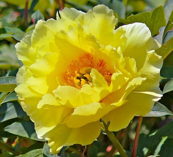 Tree Peony High Noon