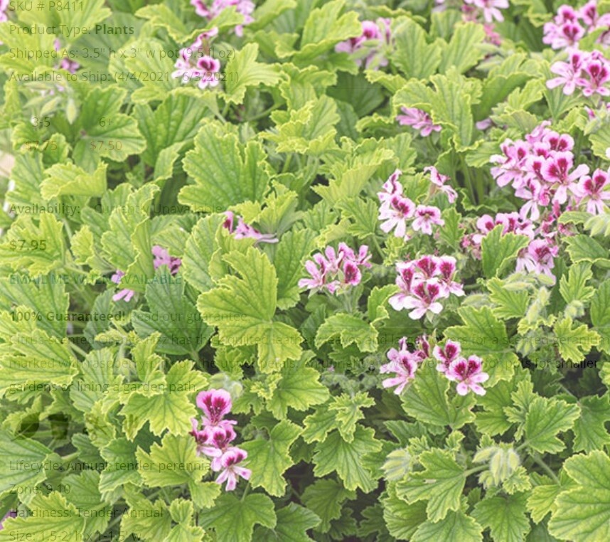 Scented Geranium Orange 4&quot;
