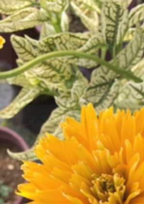Heliopsis Sunstruck 1 gal