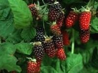 Marion Berry 1 gal