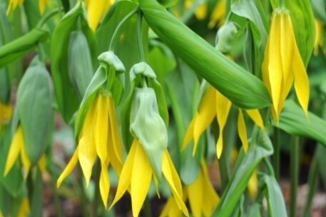 Large Flower Bellwort Qt
