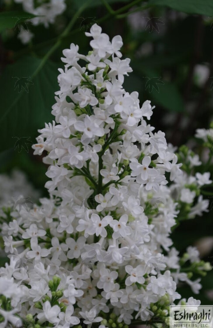 Lilac Ellen Willmott 5 gal