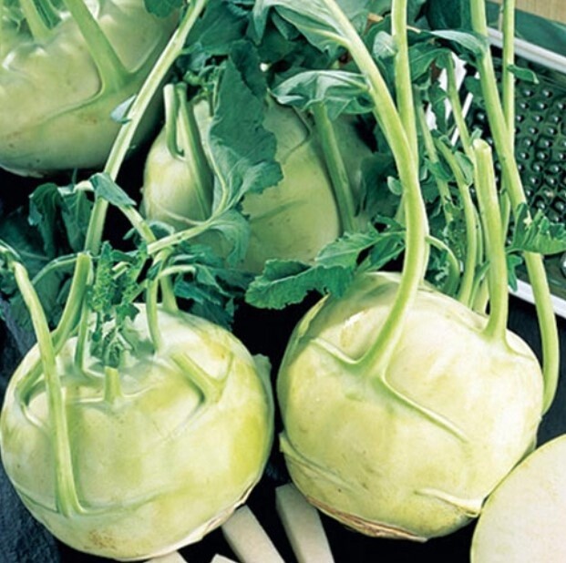 Kohlrabi Vienna Whit ORG Pak