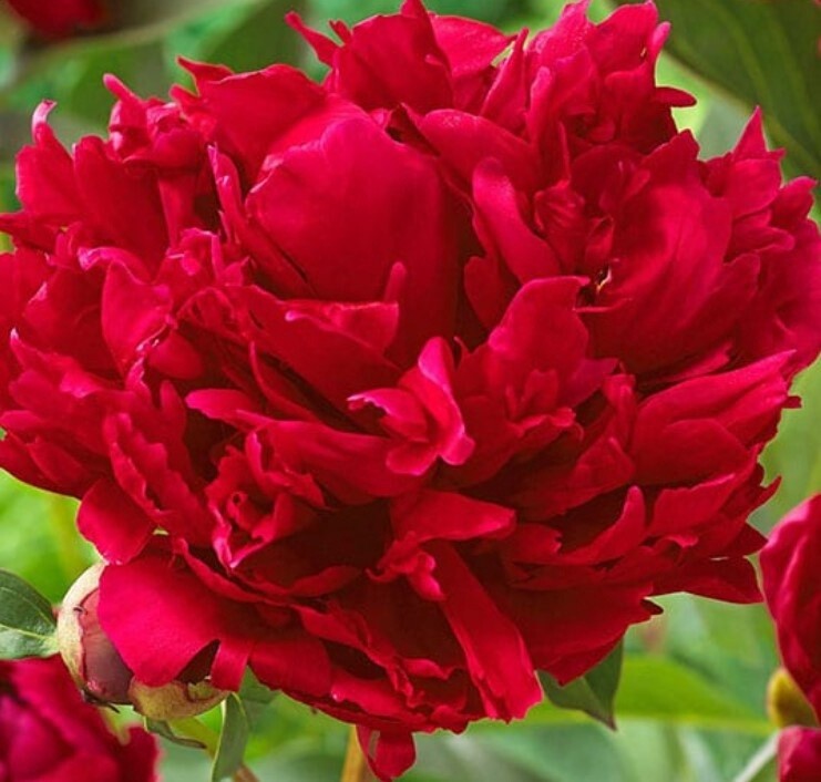 Peony Red Magic 2 gal