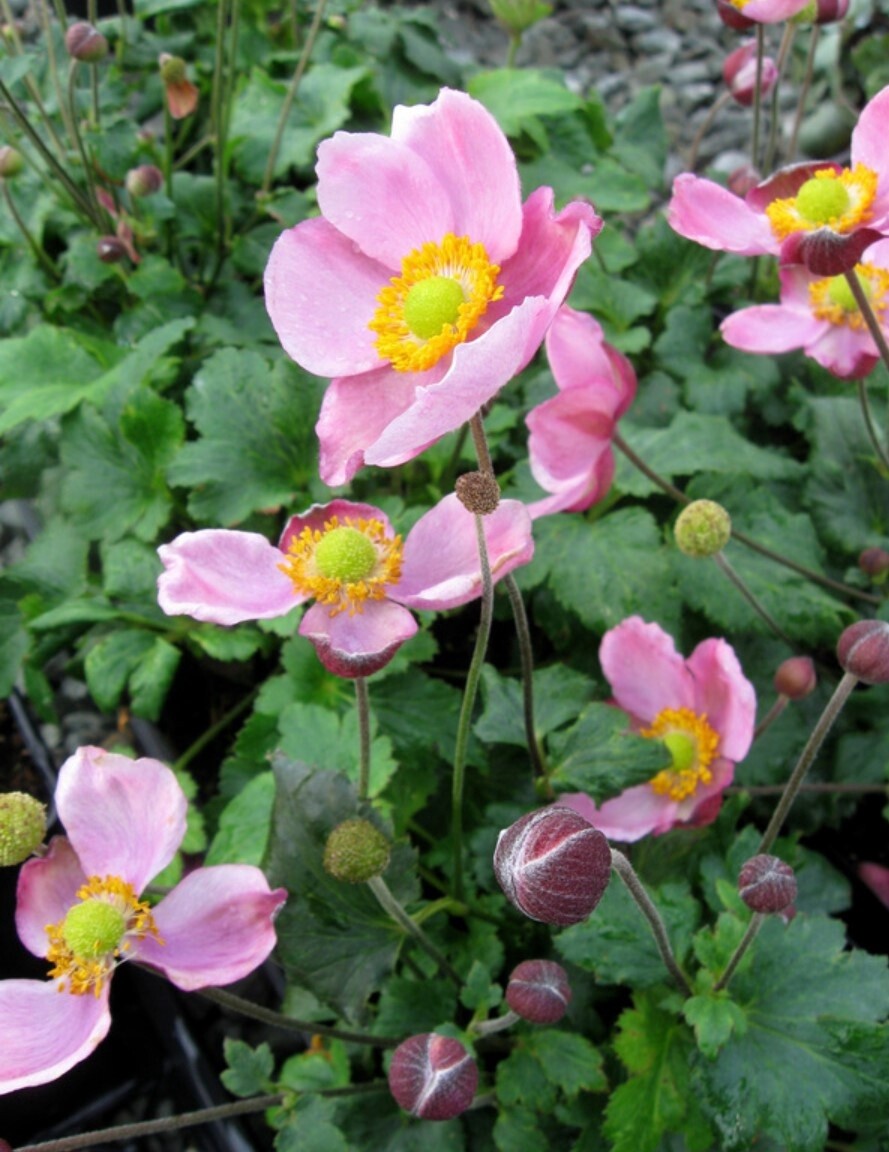 Anemone Pink Cloud 1 gal