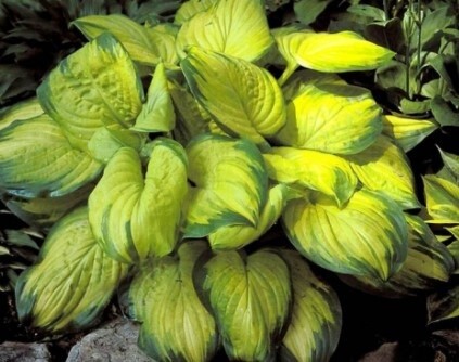Hosta Stained Glass 1 gal