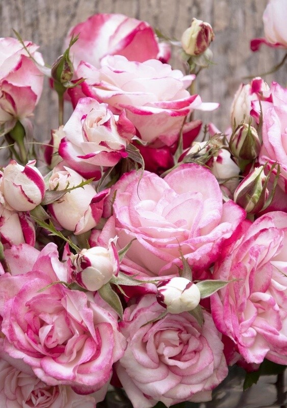 Rose Grace & Grit Pink Bicolor #2