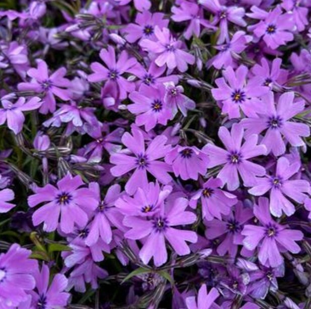 Phlox Sprd Spring Purple 1 gal