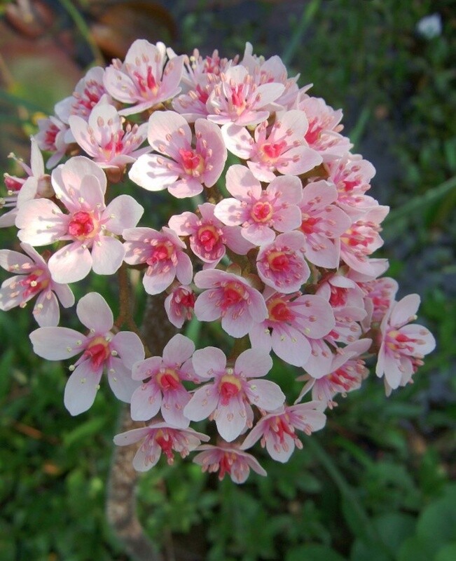 Darmera peltata 1 gal