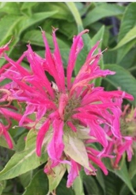Monarda Coral Reef QT