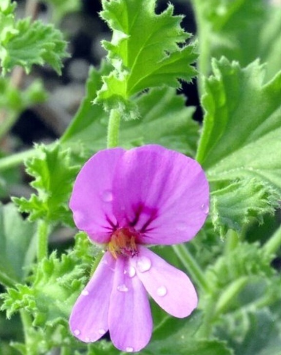 Scented Geranium CinnRose Qt