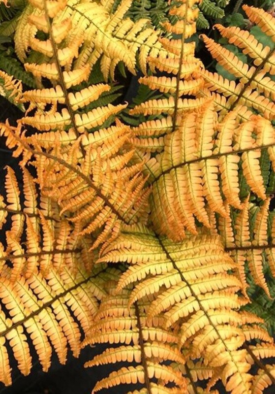 Fern Jurassic Gold 1 gal