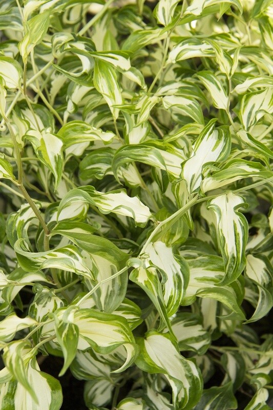 Fairy Bells moonlight 1 gal