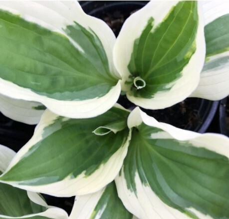 Hosta Patriot #1