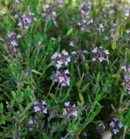 Thyme English 4&quot;