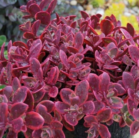 Sedum Wildfire Qt