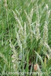 Sweet Grass 4&quot;