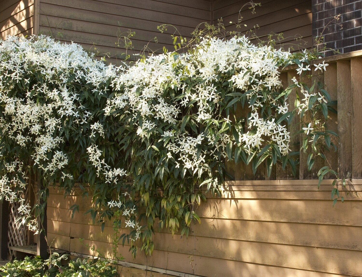 Evergreen Clematis 2 gal