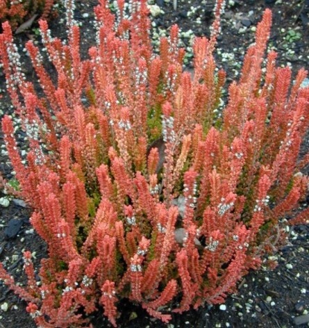 Calluna  Firefly  1 gallon