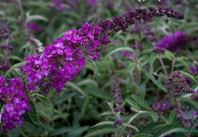 Buddleia Buzz purple 1 gal
