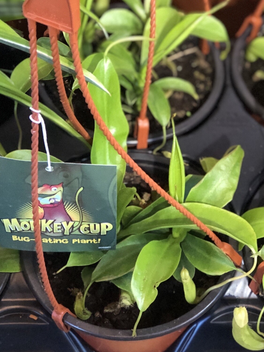 Pitcher Plant 6&quot;
