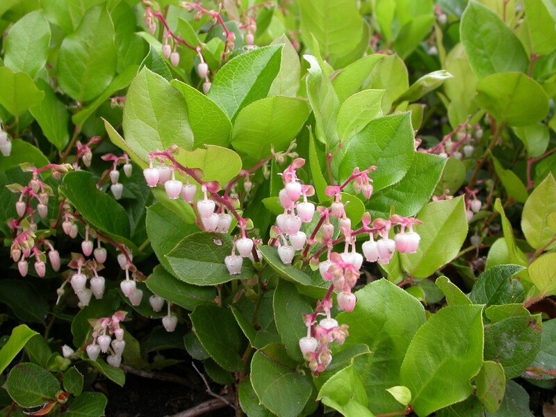 Gaultheria Salal 4&quot;