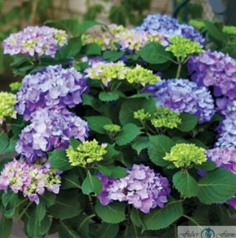 Hydrangea Lets Dance Rhy Blue #2