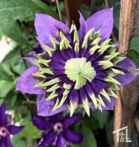 Clematis Taiga 8&quot;