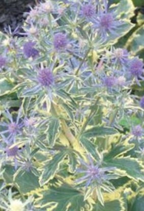 Sea Holly Jade Frost 1 gal