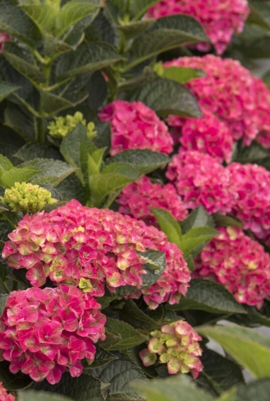Hydrangea Marthas Vineyard 2 gal
