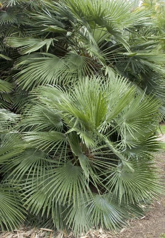 Fan Palm 2 gal