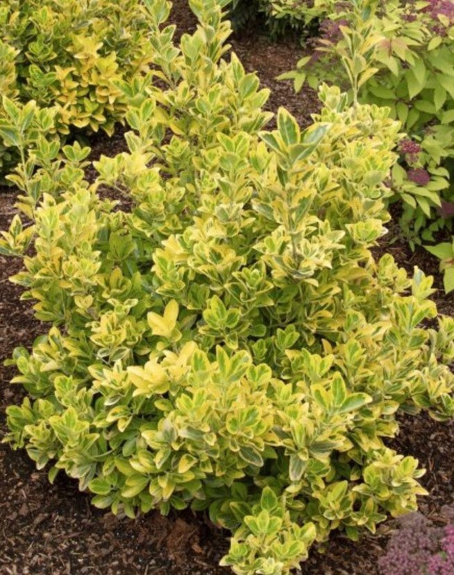 Golden Euonymus 2 gal