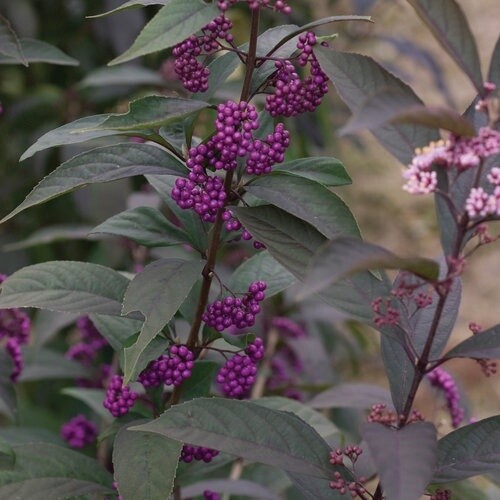 Beauty Berry Purple Pearls #1