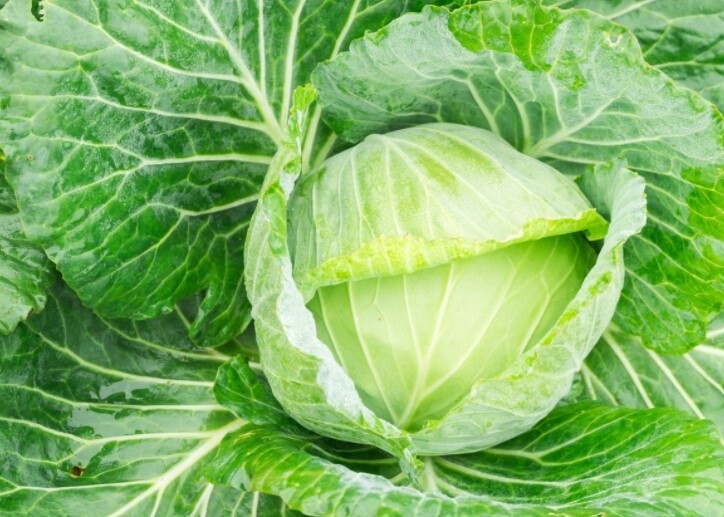 Cabbage GoldAcre ORG Pak