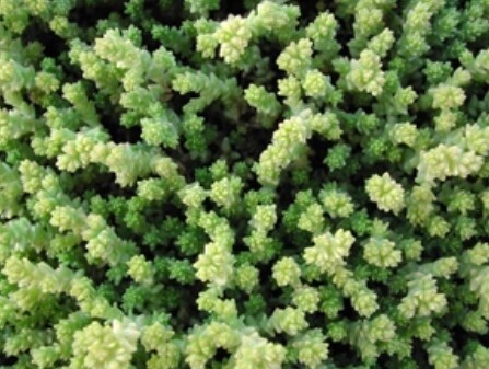 Sedum Acre Aureum 4"