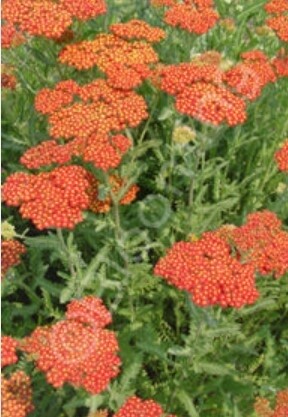 Yarrow Walter Funke 4&quot;