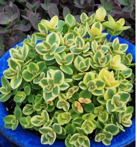 Sedum Lime Twister QT