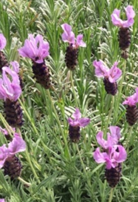 Lavender Otto Quast QT