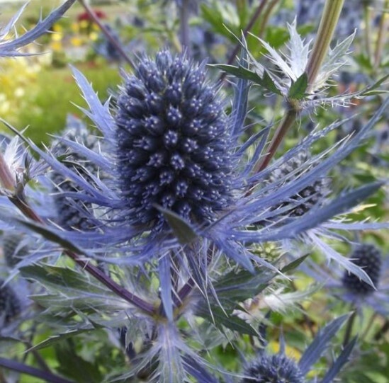 Sea Holly Blue Jackpot 1 gal