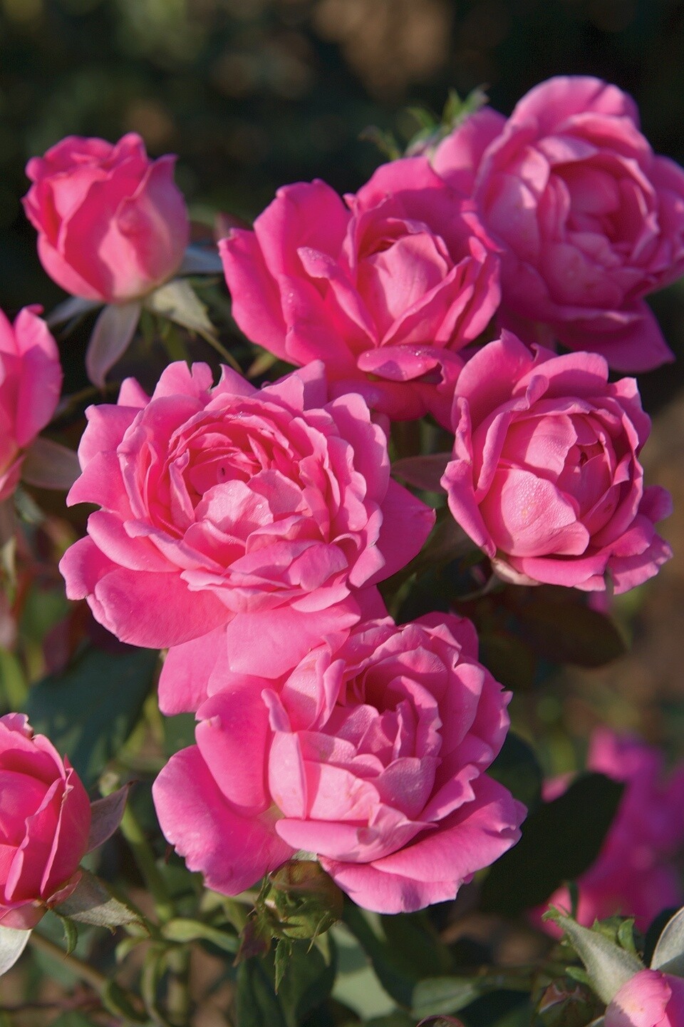Rose knockout DblPink True2