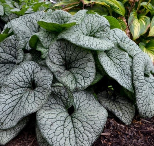 Brunnera Queen of Hearts 1 gal