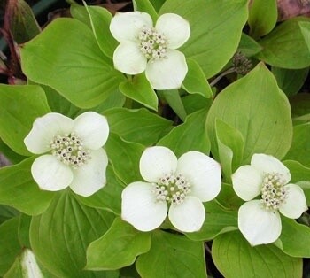 Cornus canadensis 4&quot;