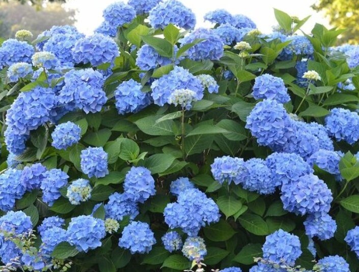 Hydrangea Endless Summer 8&quot;