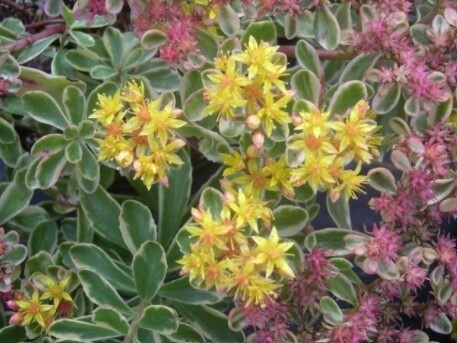 Sedum Kam Variegatum 4&quot;