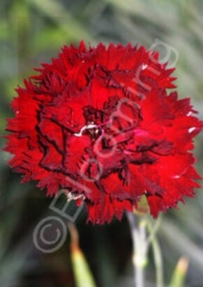 Dianthus King of Blacks 4&quot;