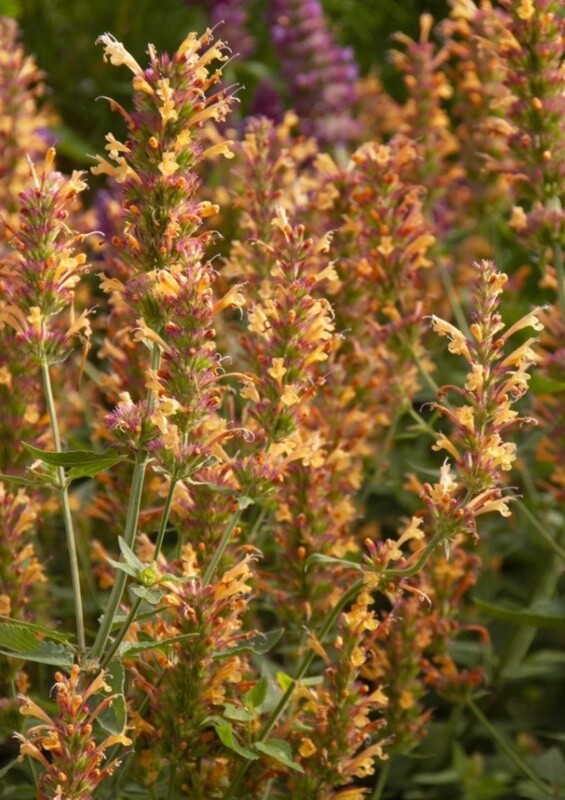 Agastache Kudos Mandarin 1 gal