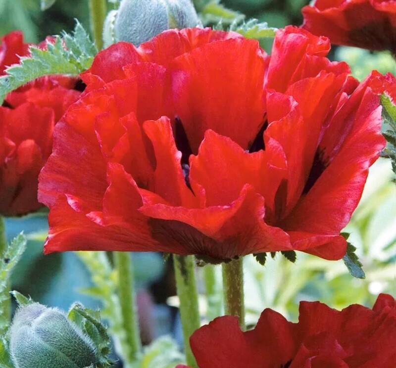 Papaver Oriental Crimson Red 4"