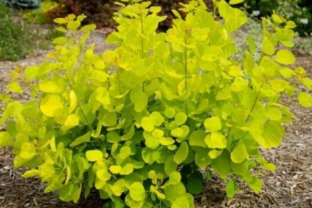 Cotinus &#39;Golden Spirit&#39; Smokebush 5 gal