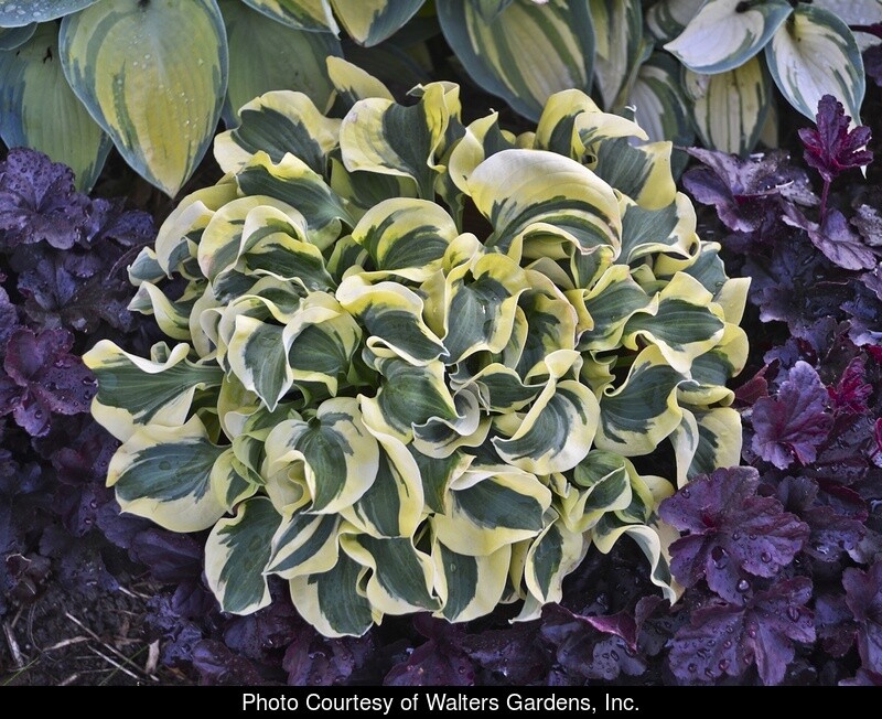 Hosta MiniSkirt QT